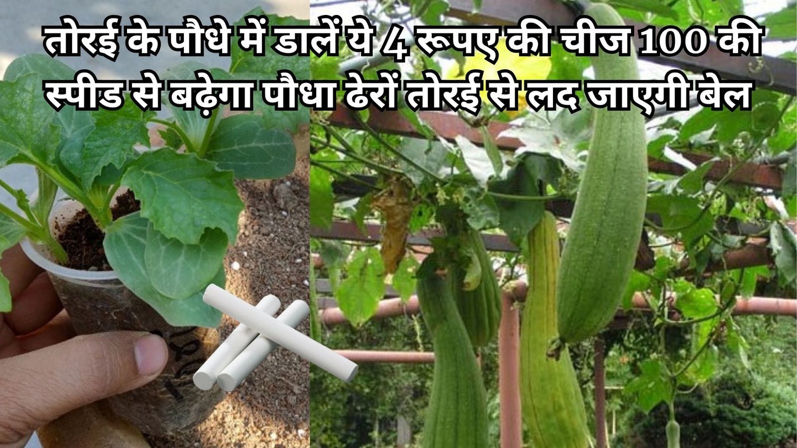 Gardening Tips: तोरई के पौधे में डालें ये 4 रूपए की चीज, 100 की स्पीड से बढ़ेगा पौधा अनगिनत तोरई से लद जाएगी बेल, जाने पौधे से फल लेने का राज