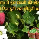 बरसात में इस सब्जी की खेती से होगी दिन दूनी रात चौगुनी कमाई, एकबार पौधा उगाएं 4 साल तक मुनाफा कमाएं, जाने नाम