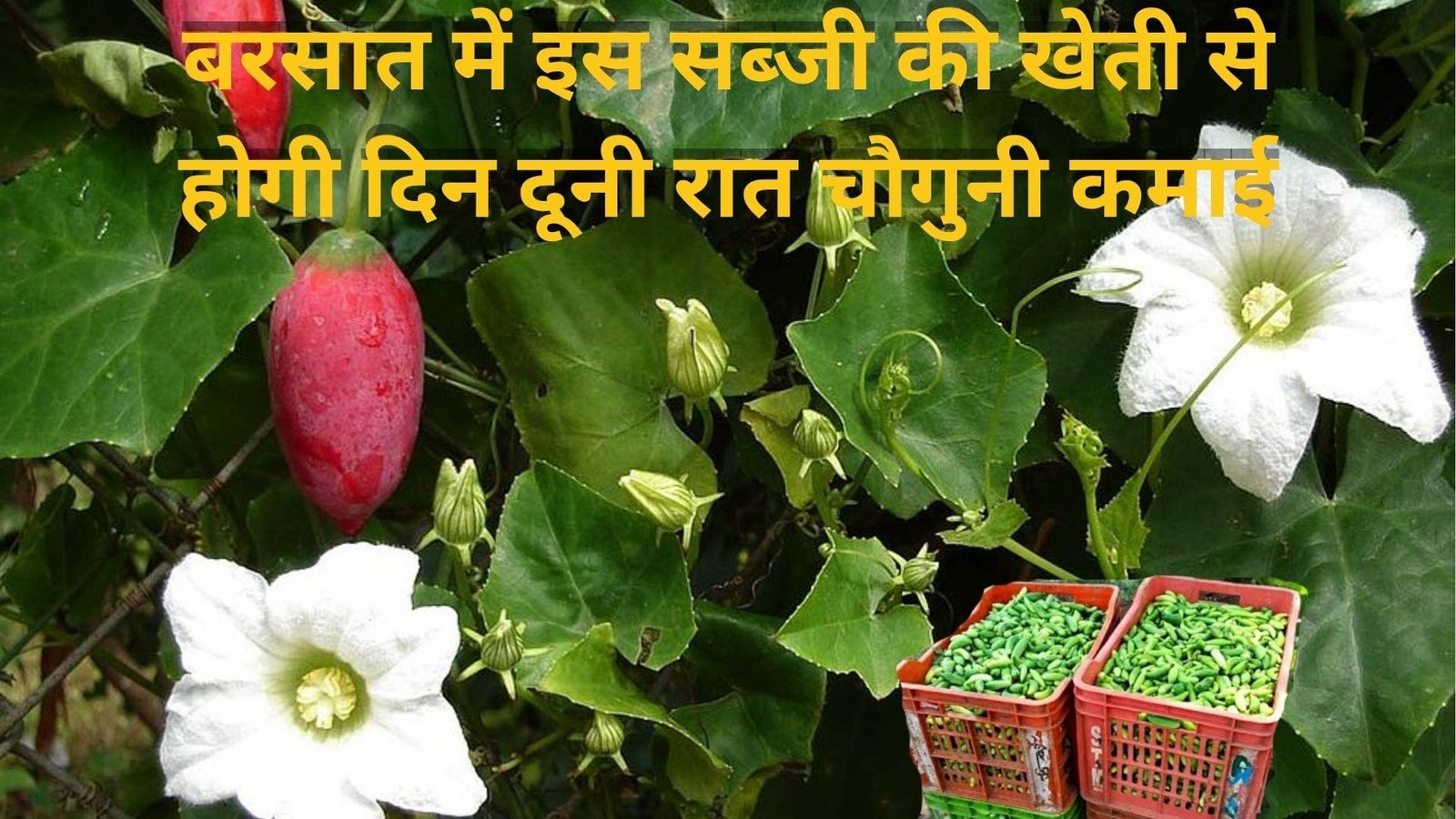 बरसात में इस सब्जी की खेती से होगी दिन दूनी रात चौगुनी कमाई, एकबार पौधा उगाएं 4 साल तक मुनाफा कमाएं, जाने नाम
