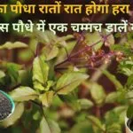 Gardening Tips: तुलसी का पौधा रातों रात होगा हरा भरा खूब घना, बस पौधे में एक चम्मच डालें ये चीज और देखें पौधे की शानदार ग्रोथ, जाने नाम
