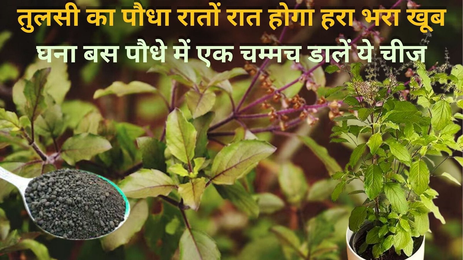 Gardening Tips: तुलसी का पौधा रातों रात होगा हरा भरा खूब घना, बस पौधे में एक चम्मच डालें ये चीज और देखें पौधे की शानदार ग्रोथ, जाने नाम