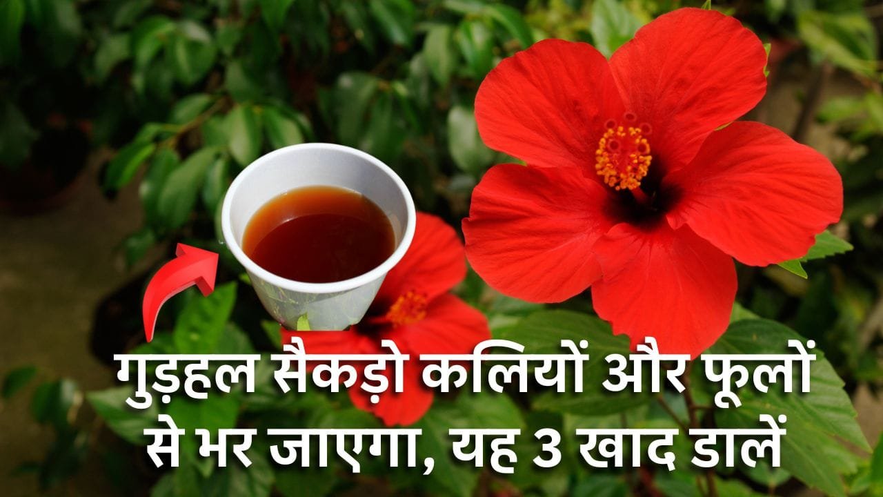 गुड़हल के लिए खाद