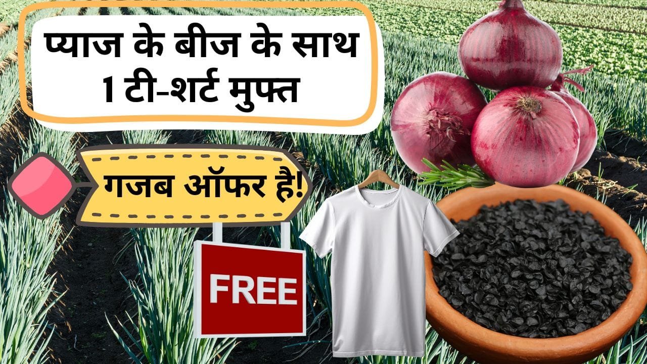 प्याज की खेती