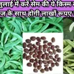 जून-जुलाई में करें सेम की इस किस्म की खेती, उच्च उपज के साथ होगी लाखों रूपए की शानदार कमाई खेती से हो जायेंगे धनवान, जाने नाम