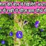 Gardening tips: अपराजिता की बेल में खिलेंगे अंधाधुन फूल, किचन में रखी ये चीज बस पौधे में डालें और देखें अनगिनत शंकपुष्पी फूल, जाने नाम
