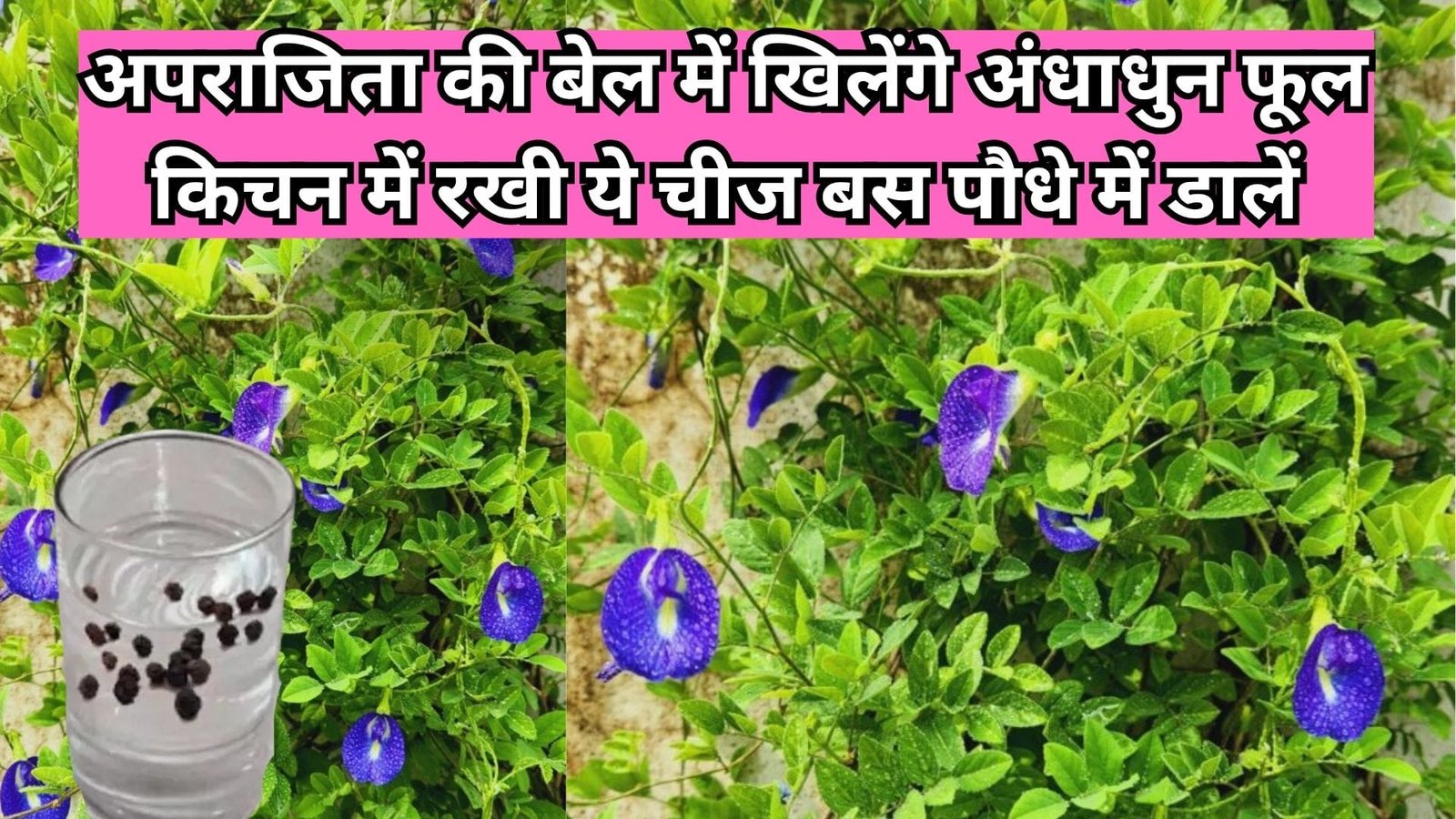 Gardening tips: अपराजिता की बेल में खिलेंगे अंधाधुन फूल, किचन में रखी ये चीज बस पौधे में डालें और देखें अनगिनत शंकपुष्पी फूल, जाने नाम
