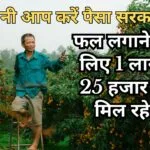 फलों की खेती के लिए 125000 प्रति हेक्टेयर दिए जाते हैं