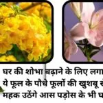 Gardening Tips: घर की शोभा बढ़ाने के लिए जरूर लगाएं ये फूल के पौधे, फूलों की खुशबू से महक उठेंगे आस पड़ोस के भी घर, जाने नाम
