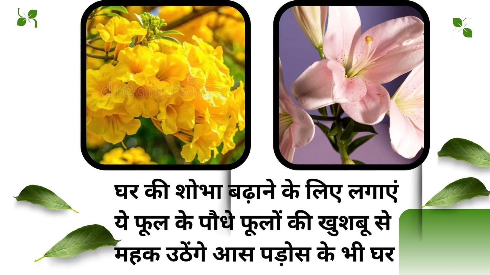 Gardening Tips: घर की शोभा बढ़ाने के लिए जरूर लगाएं ये फूल के पौधे, फूलों की खुशबू से महक उठेंगे आस पड़ोस के भी घर, जाने नाम