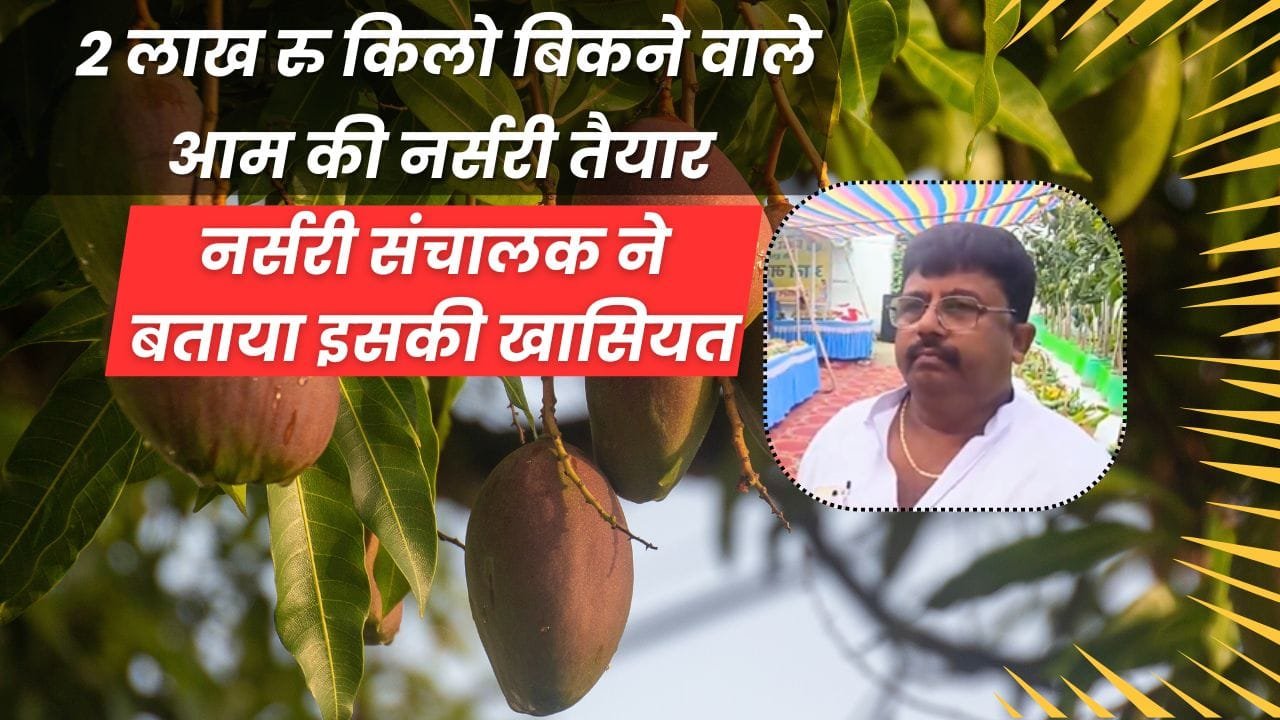 मियाजाकी आम पास की मंडी में कितने में मिलेगा