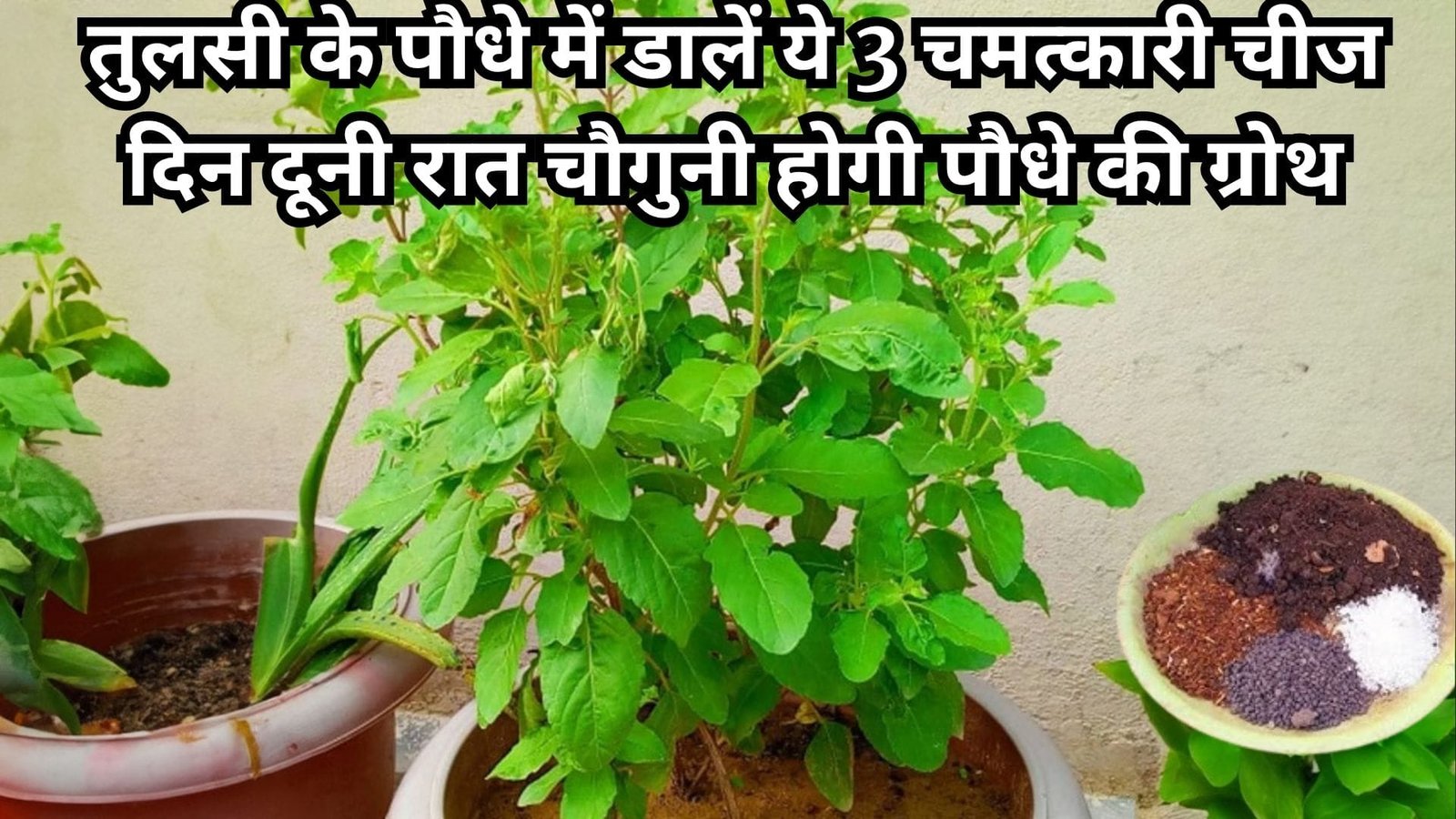 Gardening tips: तुलसी के पौधे में डालें ये 3 चमत्कारी चीज, दिन दूनी रात चौगुनी होगी पौधे की ग्रोथ, जाने पौधे को घना बनाने का राज