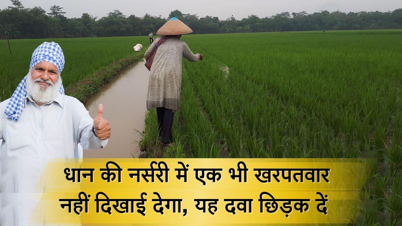 धान की नर्सरी के लिए खरपतवार नाशक