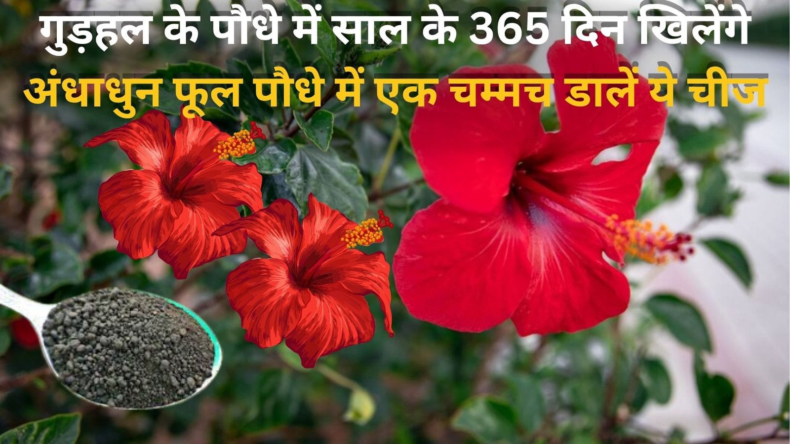 Gardening tips: गुड़हल के पौधे में साल के 365 दिन खिलेंगे अंधाधुन फूल, बस पौधे में एक चम्मच डालें ये चीज और पाएं अनगिनत फूल, जाने नाम