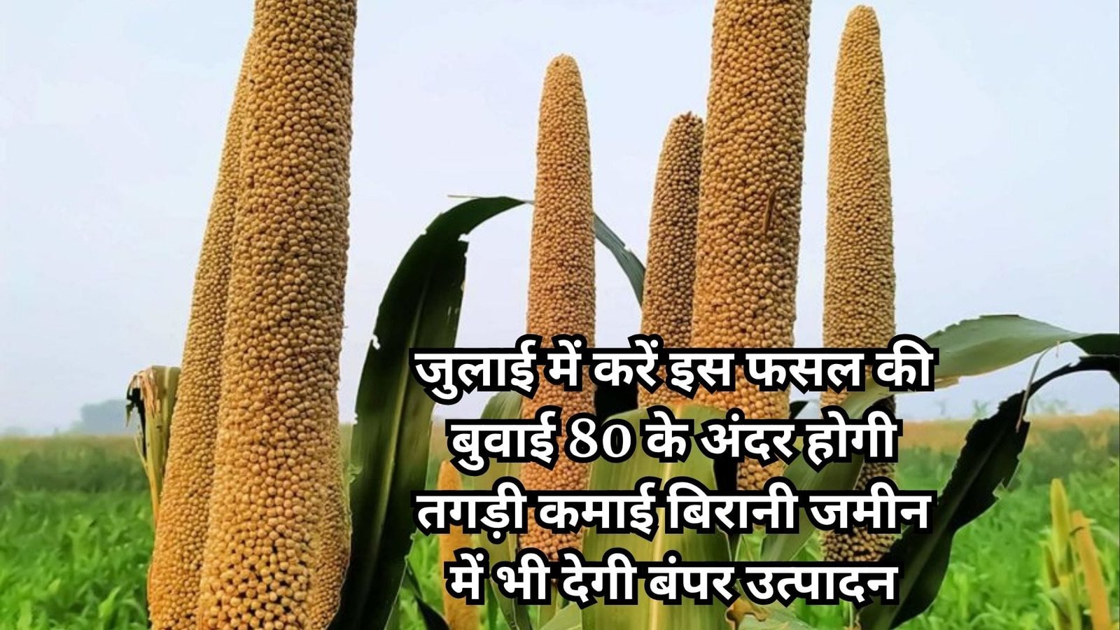 जुलाई में करें इस फसल की बुवाई, सिर्फ 80 के अंदर होगी तगड़ी कमाई बिरानी जमीन में भी देगी बंपर उत्पादन, जाने नाम