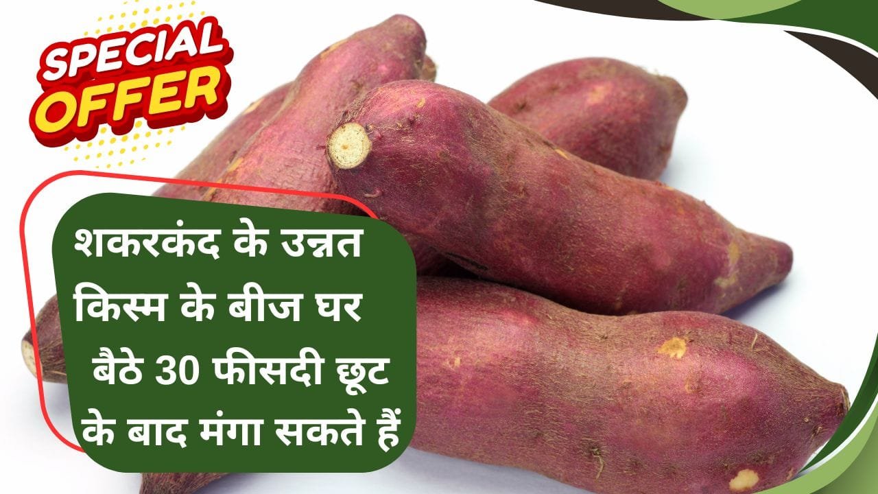 शकरकंद के भू-कृष्णा किस्म के बीज