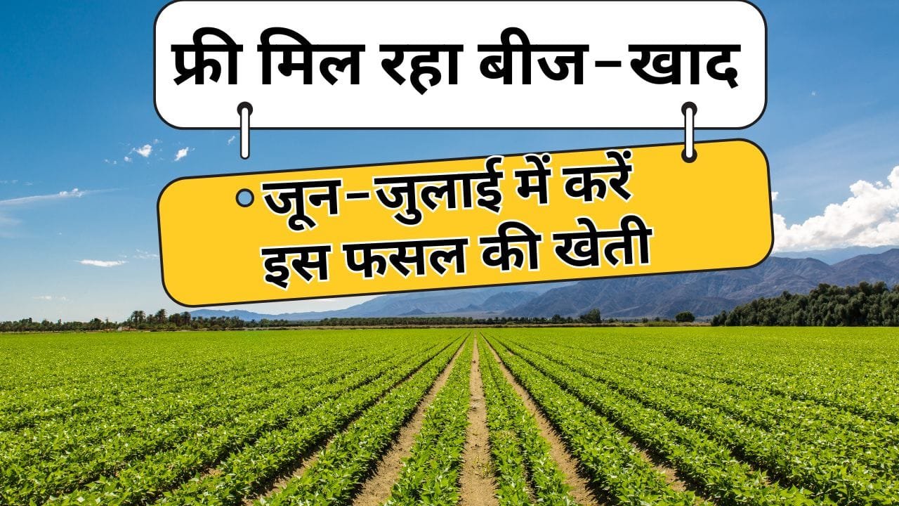 मूंगफली के बीज मुफ्त में