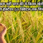 ATM से कम नहीं धान की ये किस्म, खेती से आएंगे लाखों रूपए प्रति हेक्टेयर 50 क्विंटल तक मिलेगी उपज, जाने नाम