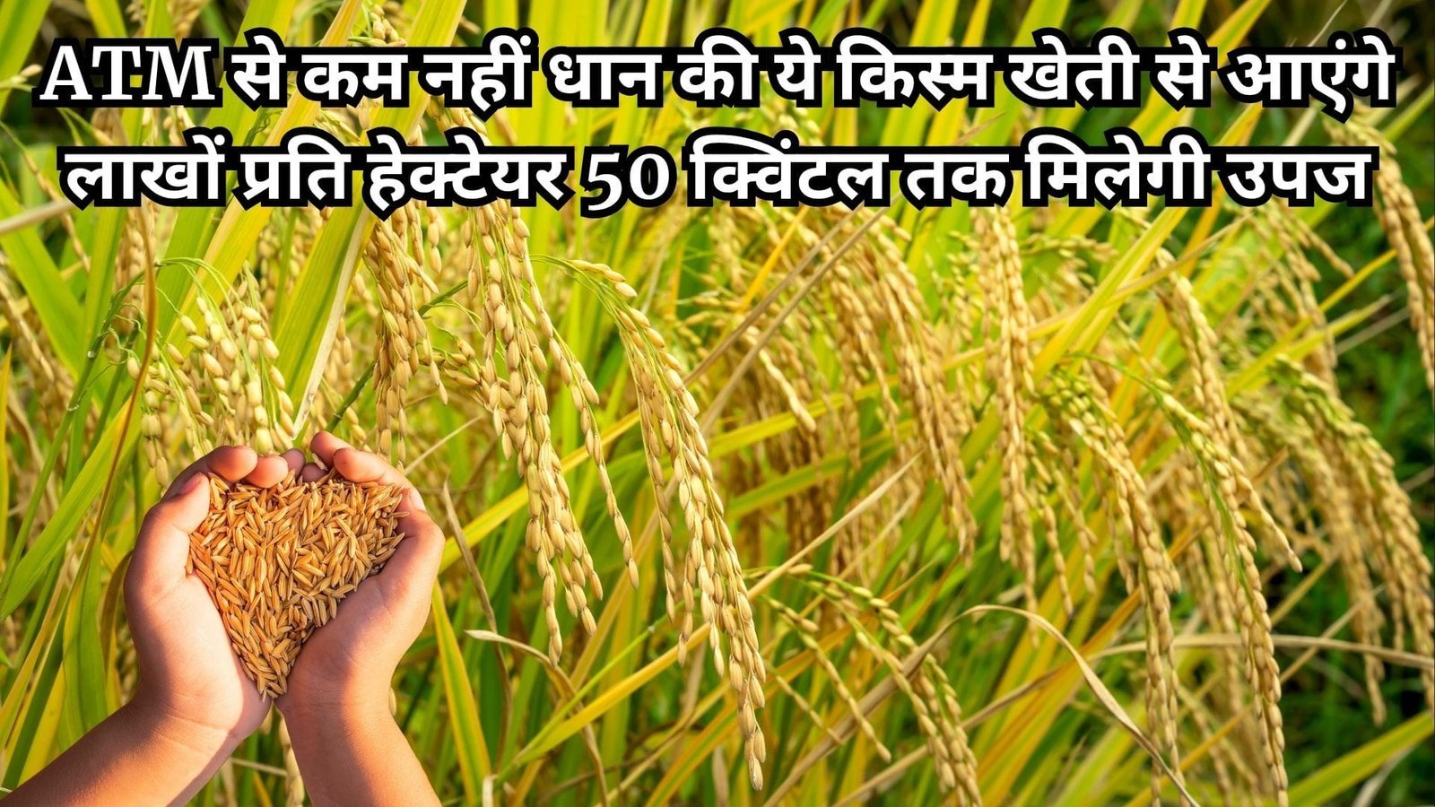 ATM से कम नहीं धान की ये किस्म, खेती से आएंगे लाखों रूपए प्रति हेक्टेयर 50 क्विंटल तक मिलेगी उपज, जाने नाम