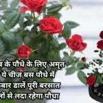 Gardening tips: गुलाब के पौधे के लिए अमृत है ये चीज, बस पौधे में एकबार डालें पूरी बरसात फूलों से लदा रहेगा पौधा सूखा पौधा भी खिलखिला उठेगा
