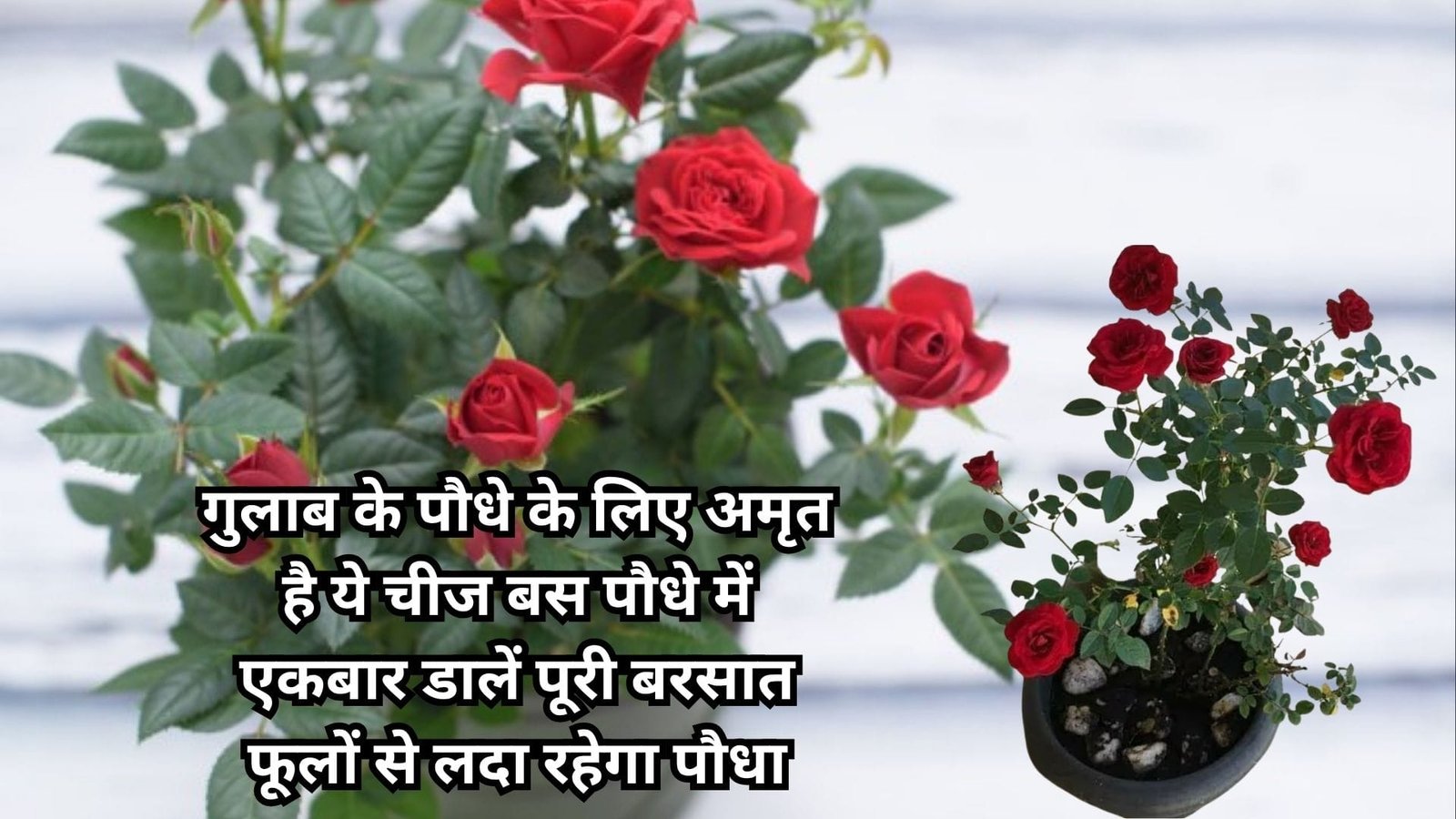 Gardening tips: गुलाब के पौधे के लिए अमृत है ये चीज, बस पौधे में एकबार डालें पूरी बरसात फूलों से लदा रहेगा पौधा सूखा पौधा भी खिलखिला उठेगा