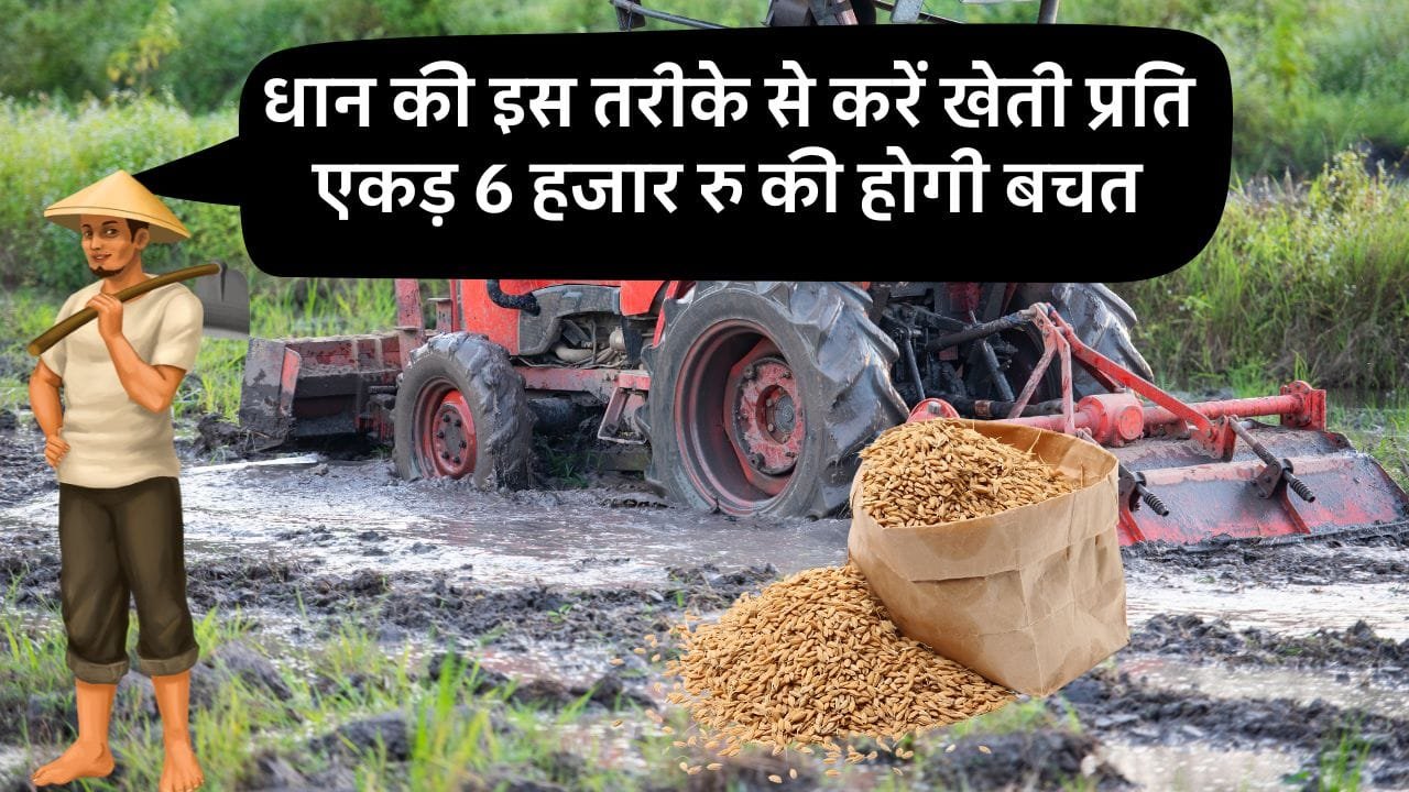 धान की सीधी बुवाई