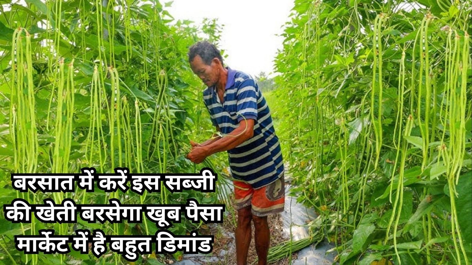 बरसात में करें इस सब्जी की खेती, बरसेगा खूब पैसा मार्केट में है बहुत डिमांड खेती से मालामाल हो जायेंगे किसान, जाने नाम