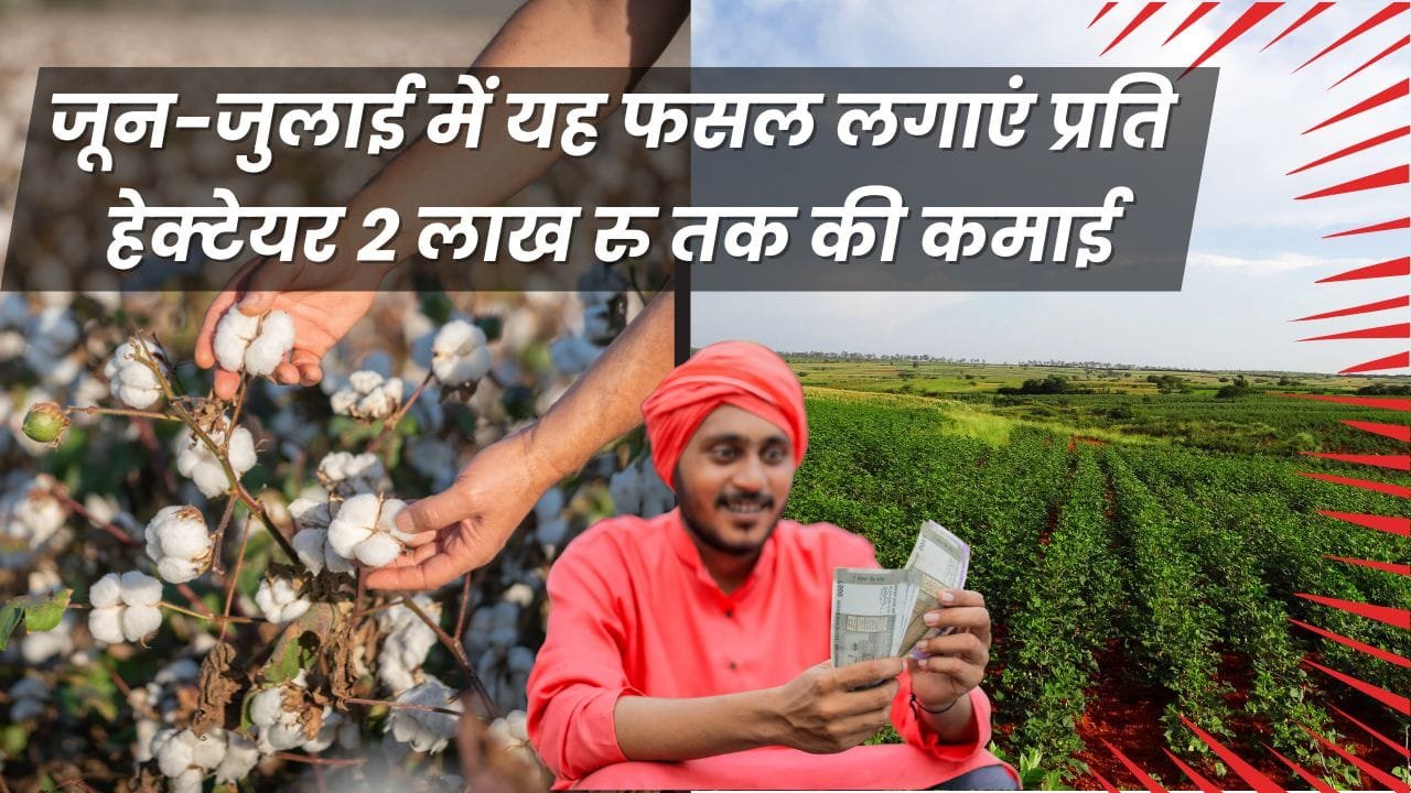 जून-जुलाई में खेती के लिए फसल