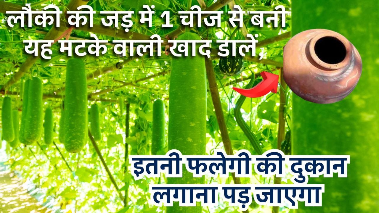 लौकी के लिए देसी खाद