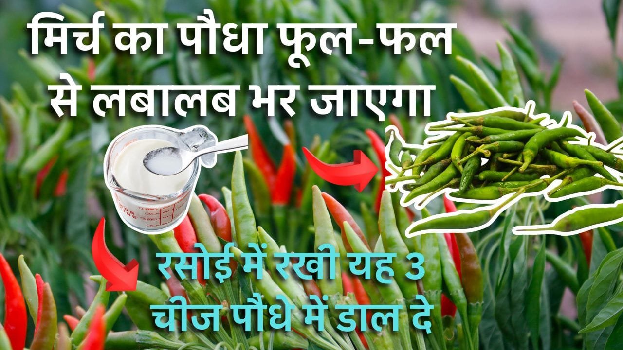 मिर्च के पौधे में पत्तियां मुड़ने और फंगस की समस्या