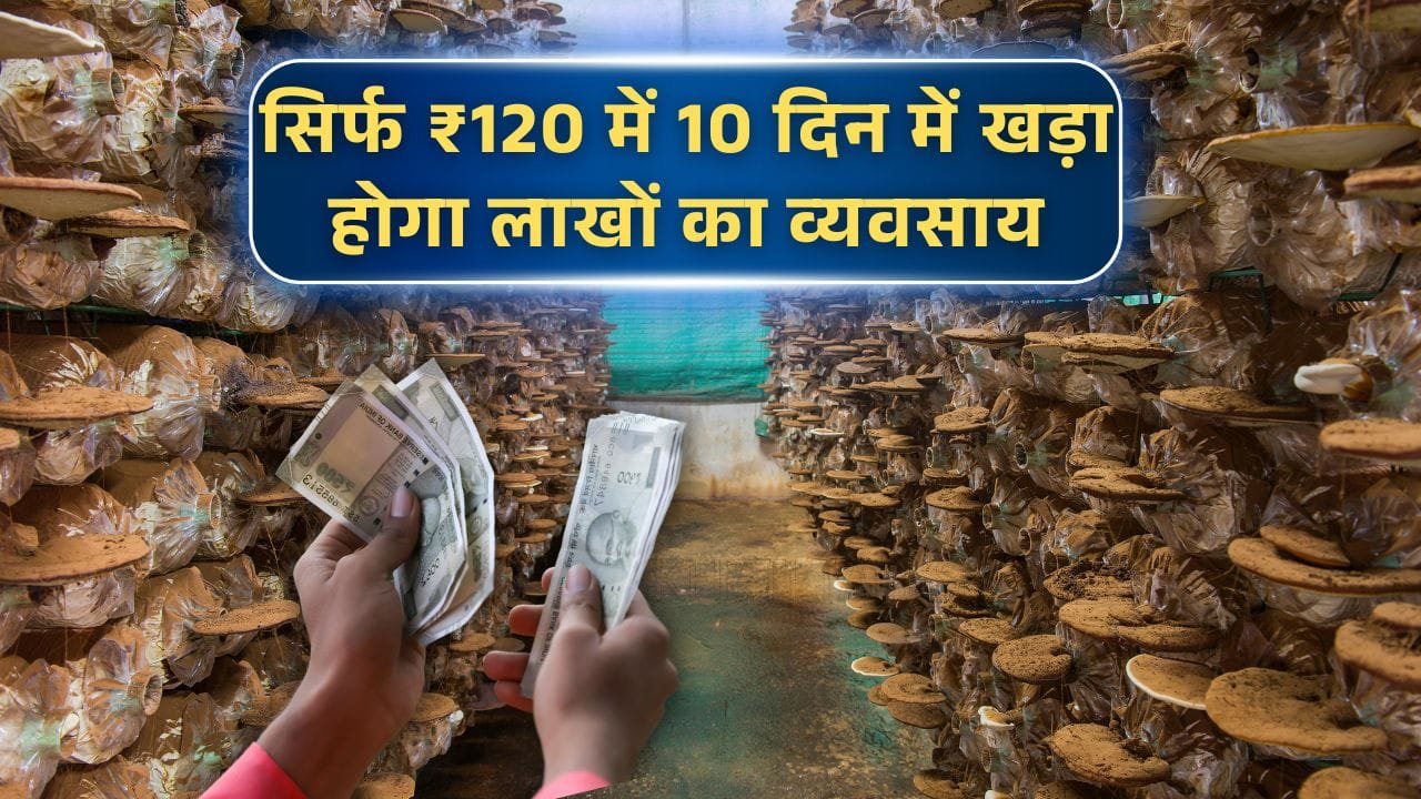 कैसे करें मशरूम की खेती