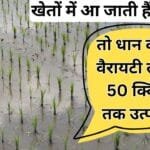 खेत में भरा रहता है पानी तो यह किस्म लगाएं
