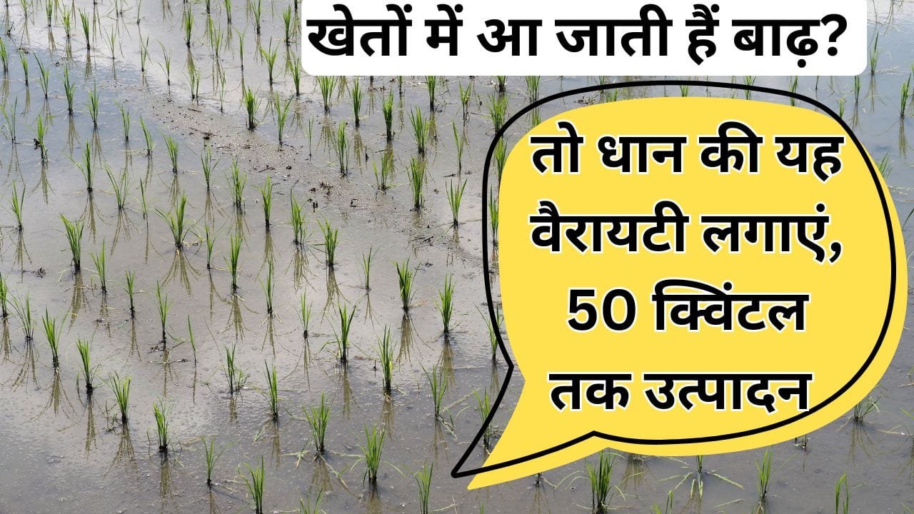 खेत में भरा रहता है पानी तो यह किस्म लगाएं