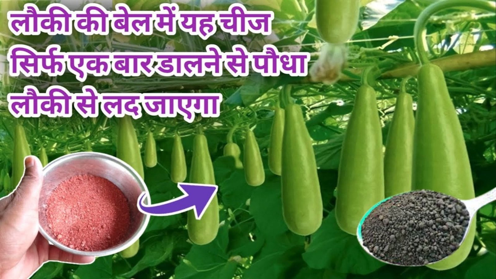 Gardening tips: लौकी की बेल में लद जाएगी अनगिनत लौकी, बस पौधे में एक चम्मच डालें ये चीज आस पड़ोस को बाटने के बाद भी नहीं होगी खत्म