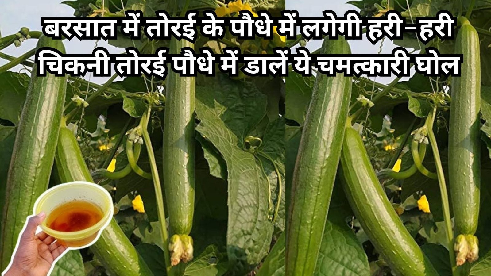 Gardening tips: बरसात में तोरई के पौधे में लगेगी हरी-हरी चिकनी तोरई, पौधे में डालें ये चमत्कारी घोल बाजार से खरीदने की झंझट होगी खत्म