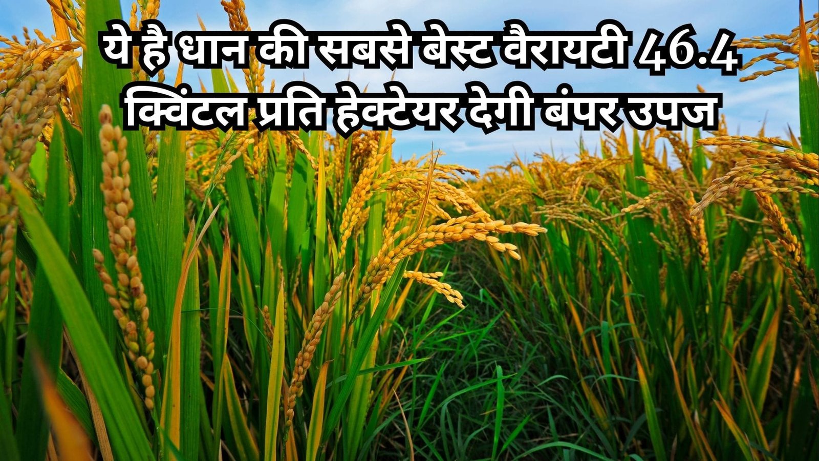 ये है धान की सबसे बेस्ट वैरायटी, 46.4 क्विंटल प्रति हेक्टेयर देगी बंपर उपज मार्केट में मचा रही धूम खेती से बन जाएंगे धन्ना सेठ, जाने नाम