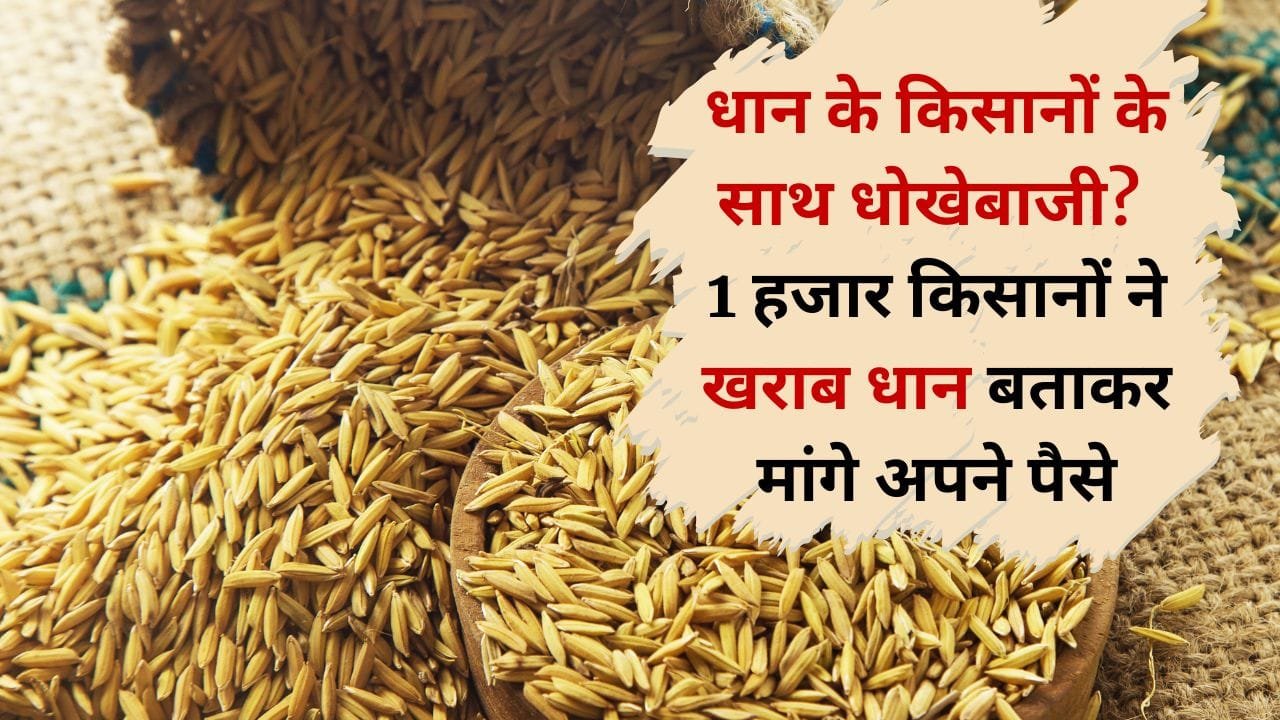 खराब गुणवत्ता वाली धान