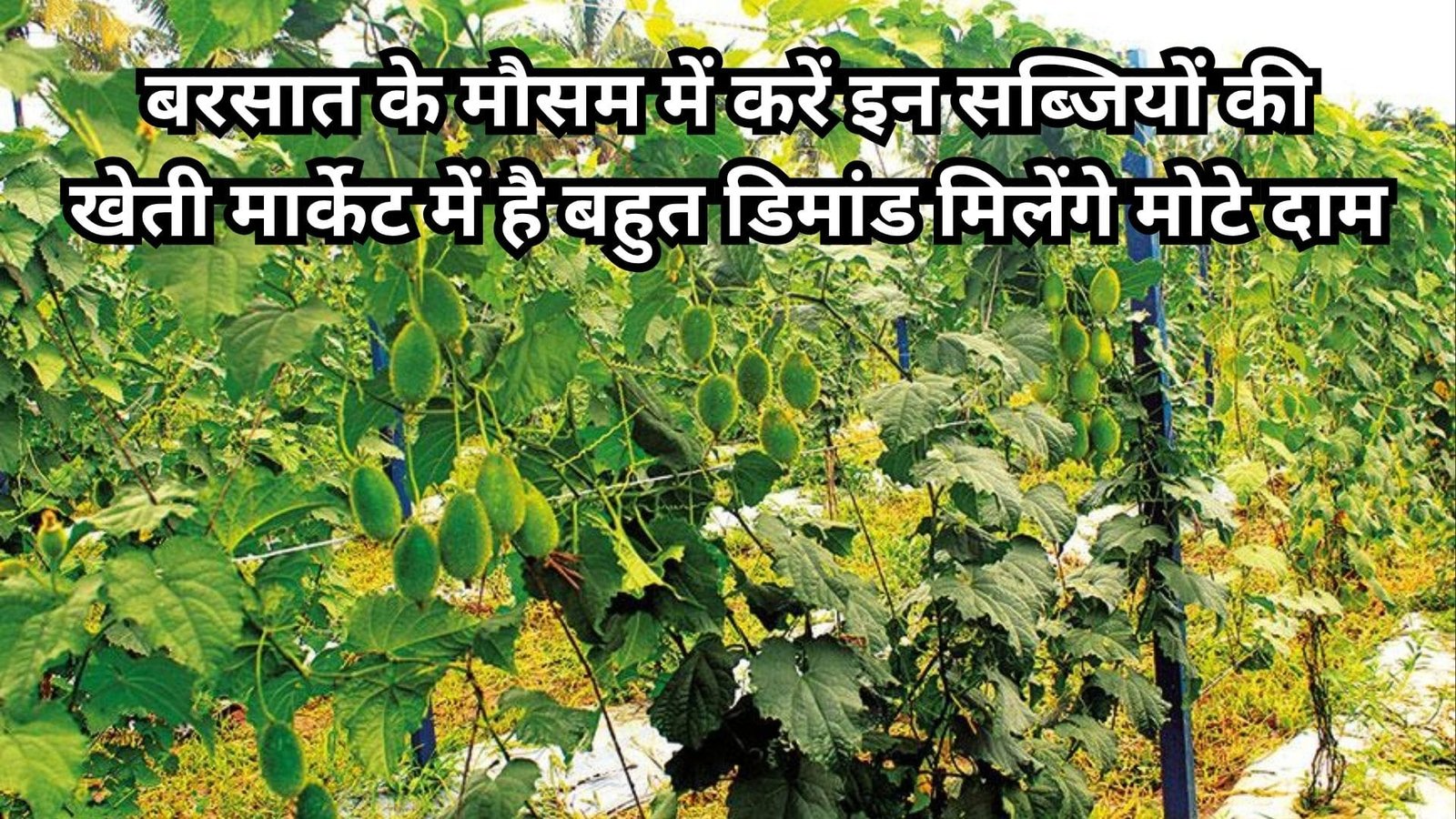 बरसात के मौसम में करें इन सब्जियों की खेती, मार्केट में है बहुत डिमांड मिलेंगे मोटे दाम खेती से मालामाल हो जायेंगे किसान, जाने नाम