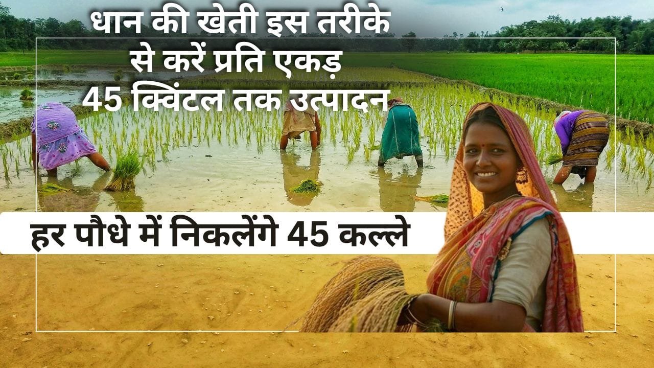 धान की खेती