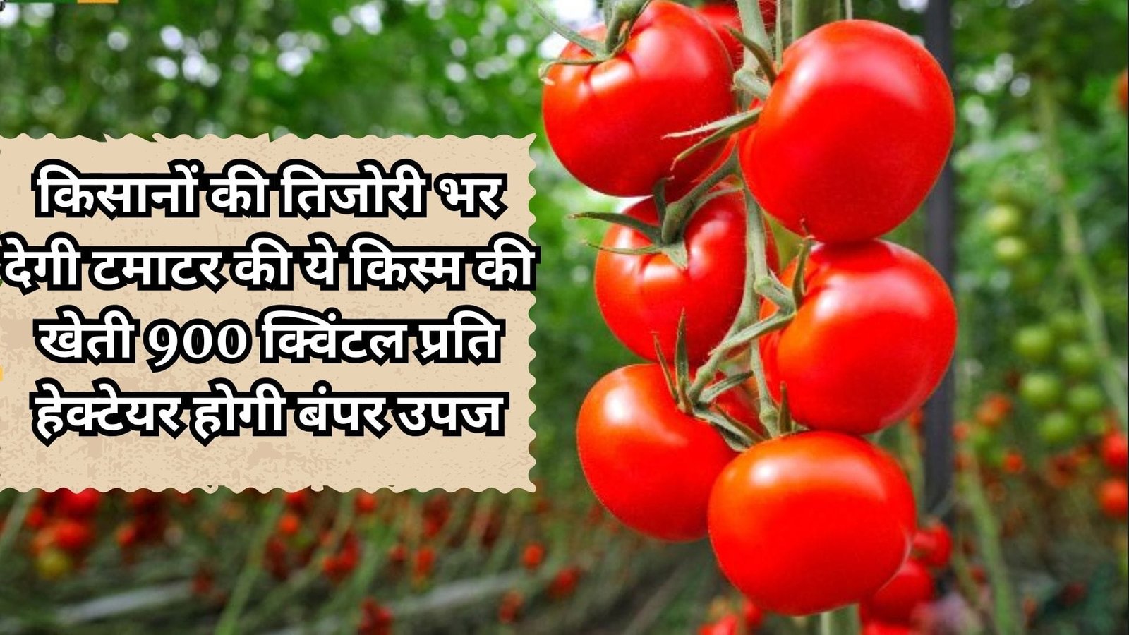 किसानों की तिजोरी भर देगी टमाटर की ये किस्म की खेती, 900 क्विंटल प्रति हेक्टेयर होगी बंपर उपज खेती से हो जाएंगे धनवान, जाने नाम