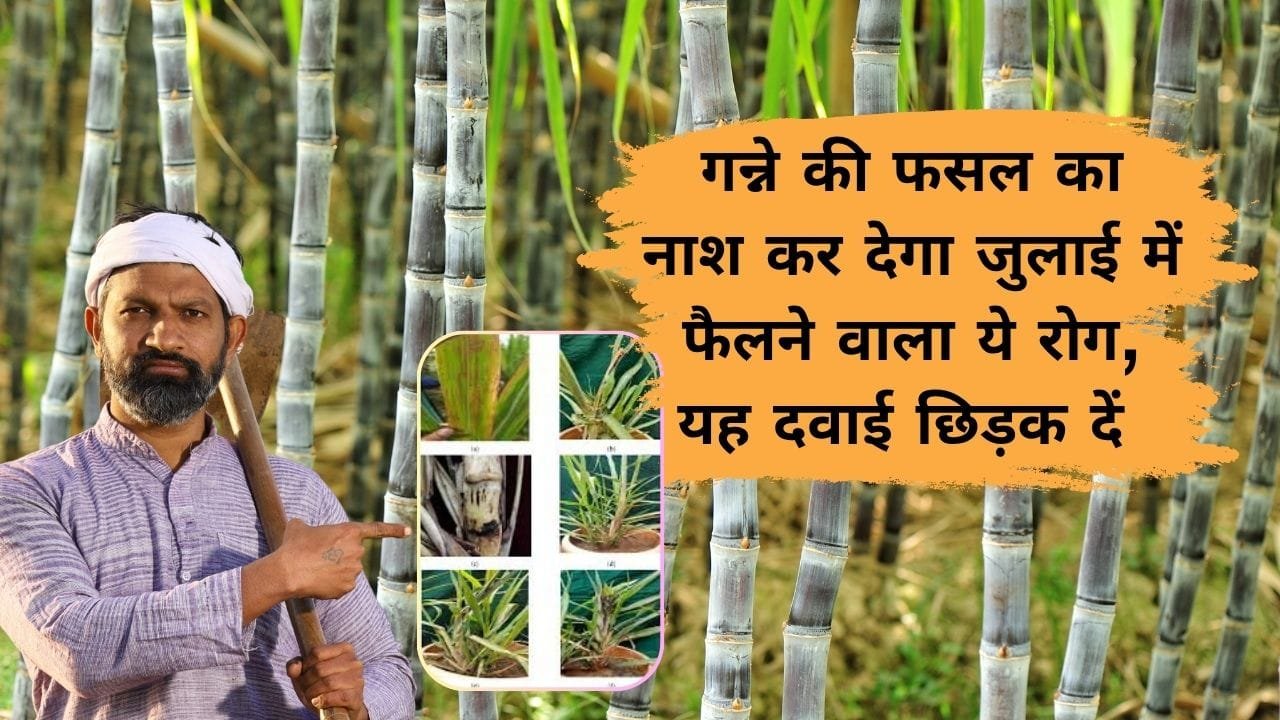 पोक्का बोइंग रोग से फसल को कैसे बचाएं