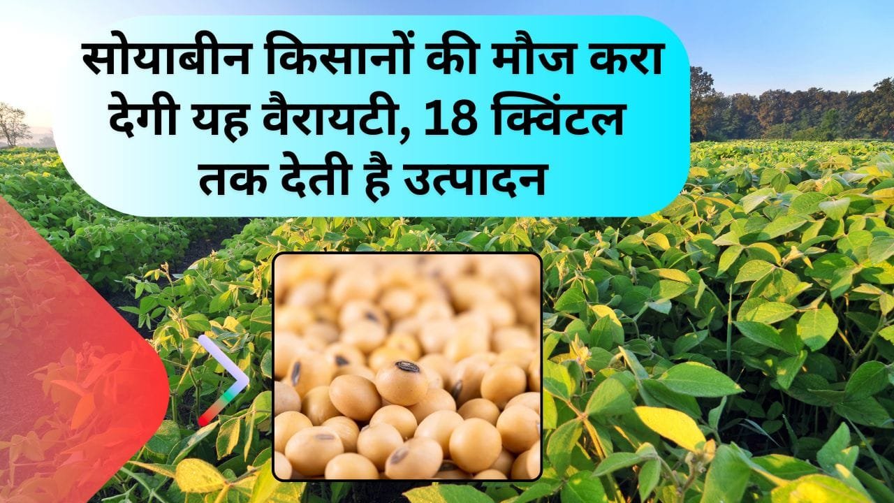 सोयाबीन की 18 क्विंटल उत्पादन देने वाली किस्म