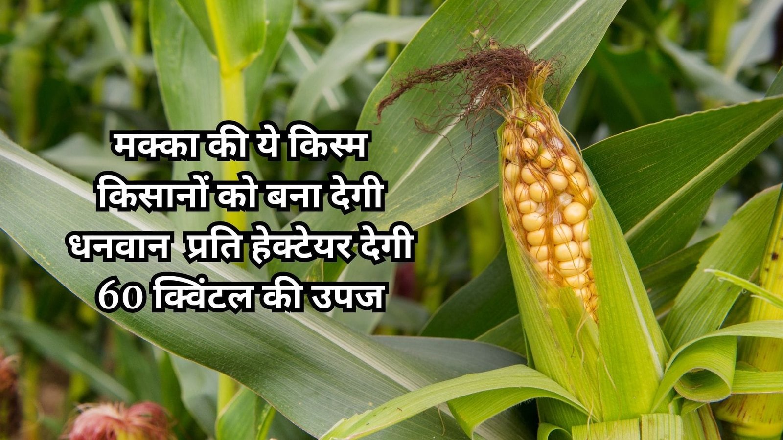 मक्का की ये किस्म किसानों को बना देगी धनवान, कम दिनों में होगी तैयार प्रति हेक्टेयर देगी 60 क्विंटल की उपज, जाने नाम