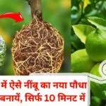 एयर लेयरिंग से नया पौधा कैसे तैयार करें