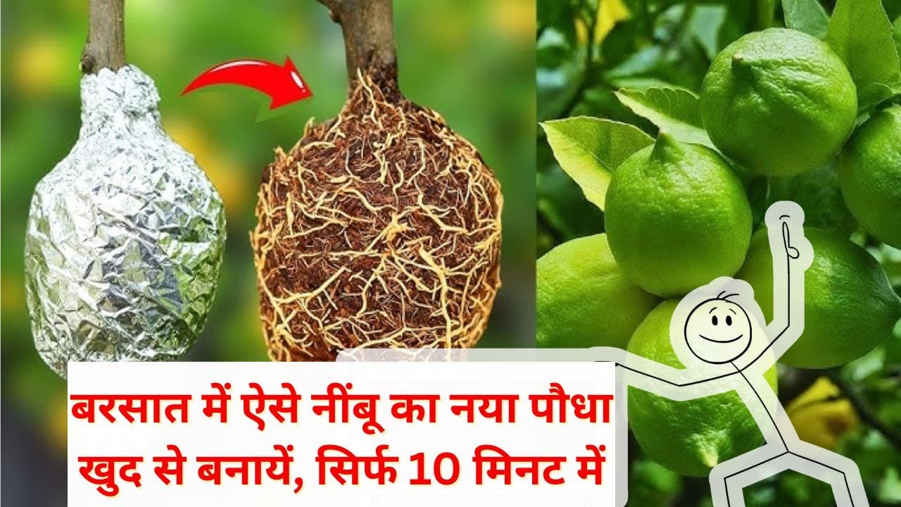 एयर लेयरिंग से नया पौधा कैसे तैयार करें