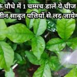 Gardening tips: बेलपत्र का पौधा होगा हरा-भरा खूब घना, बस पौधे में एक चम्मच डालें ये चीज अनगिनत तीन-तीन साबुत पत्तियों से लद जायेगा पौधा