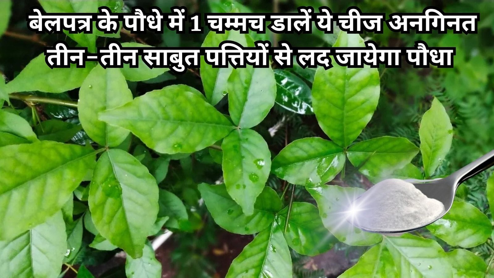 Gardening tips: बेलपत्र का पौधा होगा हरा-भरा खूब घना, बस पौधे में एक चम्मच डालें ये चीज अनगिनत तीन-तीन साबुत पत्तियों से लद जायेगा पौधा