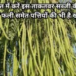बरसात में करें इस ताकतवर सब्जी की खेती, मार्केट में फली समेत पत्तियों की भी है खूब डिमांड खेती से हो जायेंगे लखपति, जाने नाम