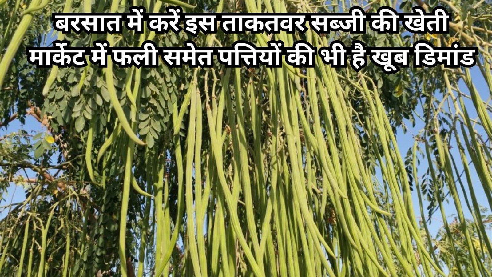 बरसात में करें इस ताकतवर सब्जी की खेती, मार्केट में फली समेत पत्तियों की भी है खूब डिमांड खेती से हो जायेंगे लखपति, जाने नाम