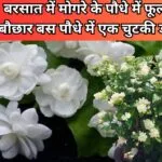 Gardening tips: बरसात में मोगरे के पौधे में फूलों की होगी बौछार, बस पौधे में एक चुटकी डालें ये चीज गुलदस्ते की तरह दिखने लगेगा पौधा, जाने नाम