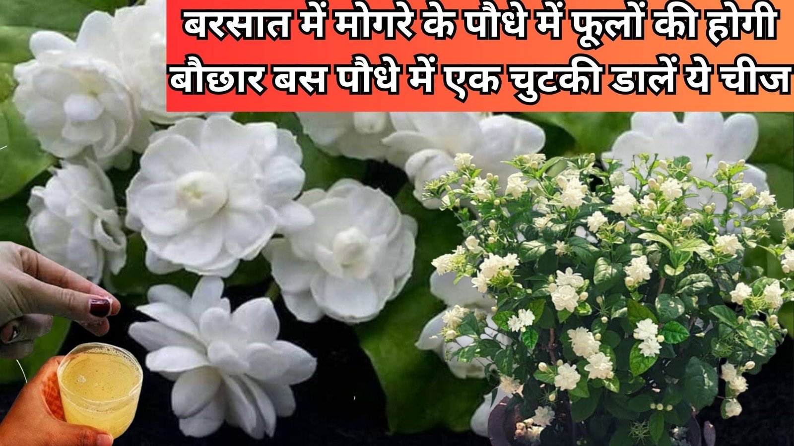Gardening tips: बरसात में मोगरे के पौधे में फूलों की होगी बौछार, बस पौधे में एक चुटकी डालें ये चीज गुलदस्ते की तरह दिखने लगेगा पौधा, जाने नाम